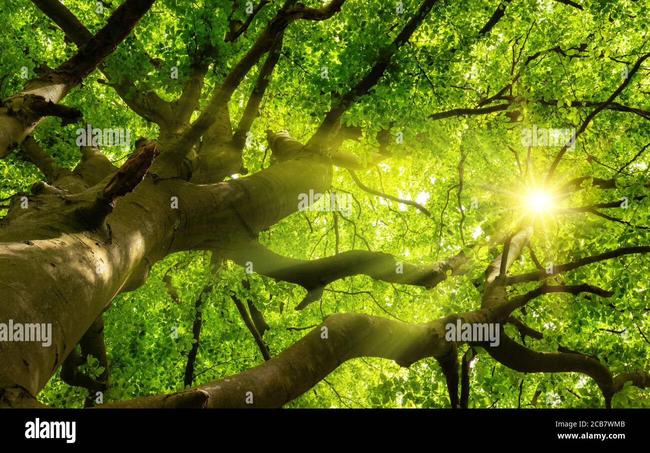 Verde bella baldacchino di un grande faggio con il sole che splende attraverso i rami e lussureggiante fogliame Foto Stock