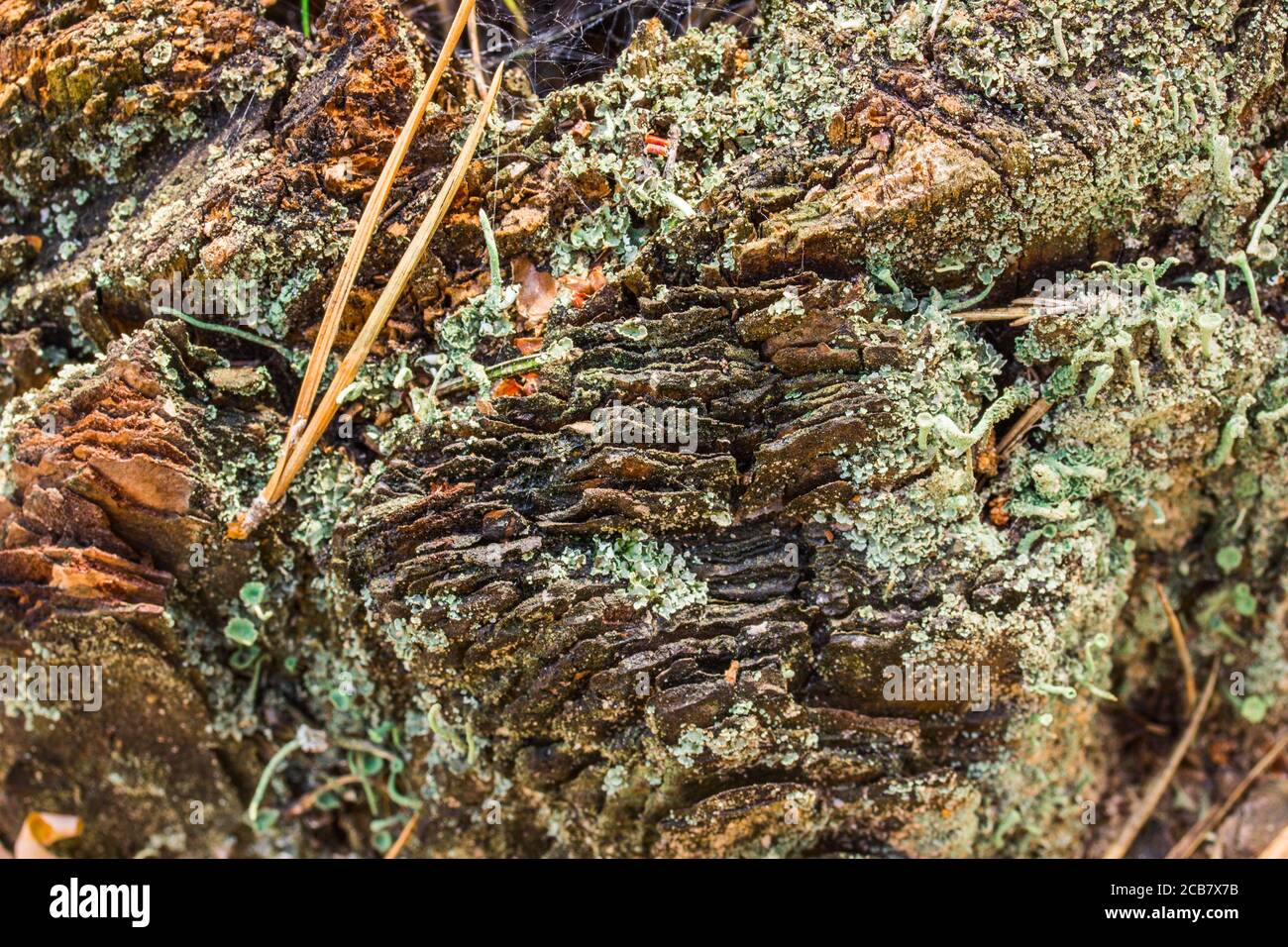 sorprendenti motivi naturali superficie di poppa di pino con closeup muschio texture per il design Foto Stock