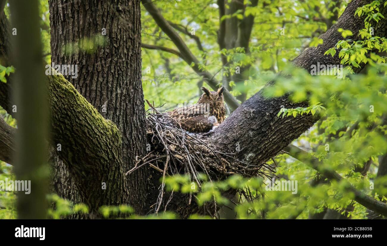 Aquila eurasiatica Owl Bubo Bubo seduto su un nido nella corona di alberi con i cuccioli e di guardia, primo piano, foto della fauna selvatica, la foto migliore Foto Stock
