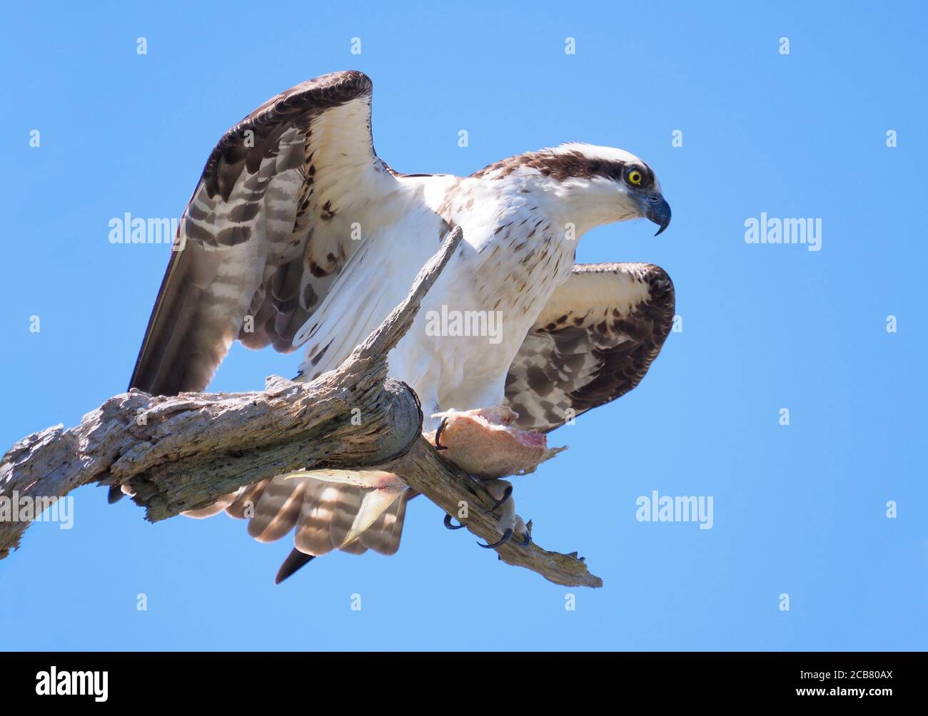 Primo piano di un bellissimo Osprey con l'ultimo del suo pesce Cena seduta su un ramo di Dead Tree Foto Stock