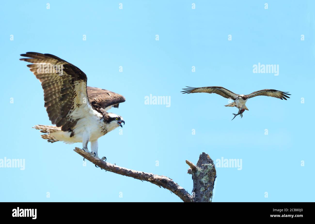 Primo piano di un Osprey Landing su un albero morto mentre E 'Mate Flies by con un pesce Foto Stock