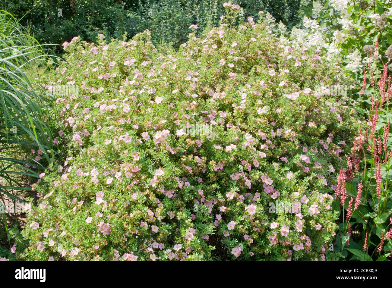 Potentilla frutticosa Rosa Signora Foto Stock