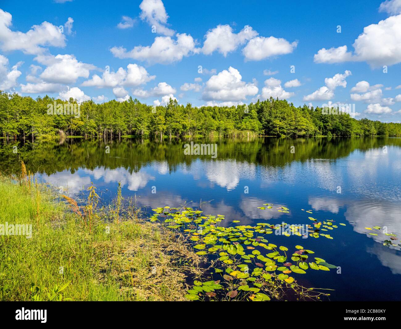 Cielo blu con nuvole bianche che si riflettono sul lago Gator Una giornata estiva nel Six Mile Cypress Slough Preserve in Fort Myers Florida negli Stati Uniti Foto Stock