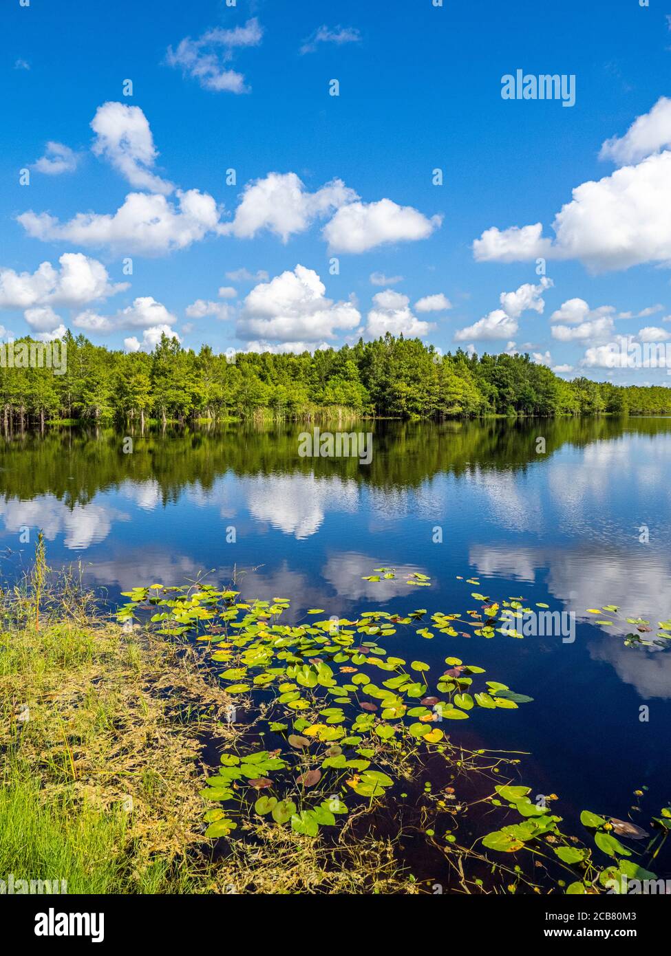 Cielo blu con nuvole bianche che si riflettono sul lago Gator Una giornata estiva nel Six Mile Cypress Slough Preserve in Fort Myers Florida negli Stati Uniti Foto Stock