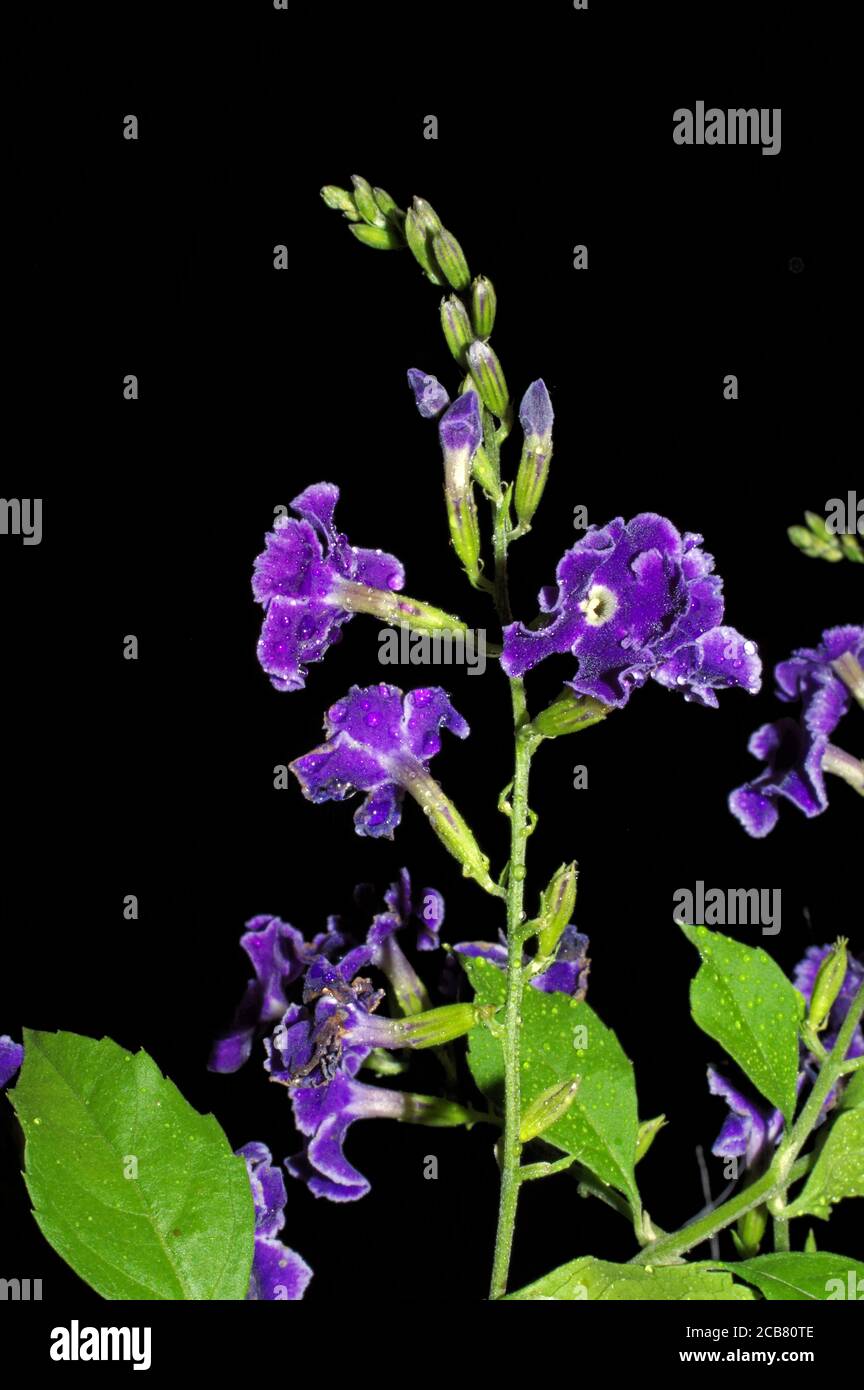 Duranta ripenera (traubenbeere) fioritura in Sardegna Foto Stock