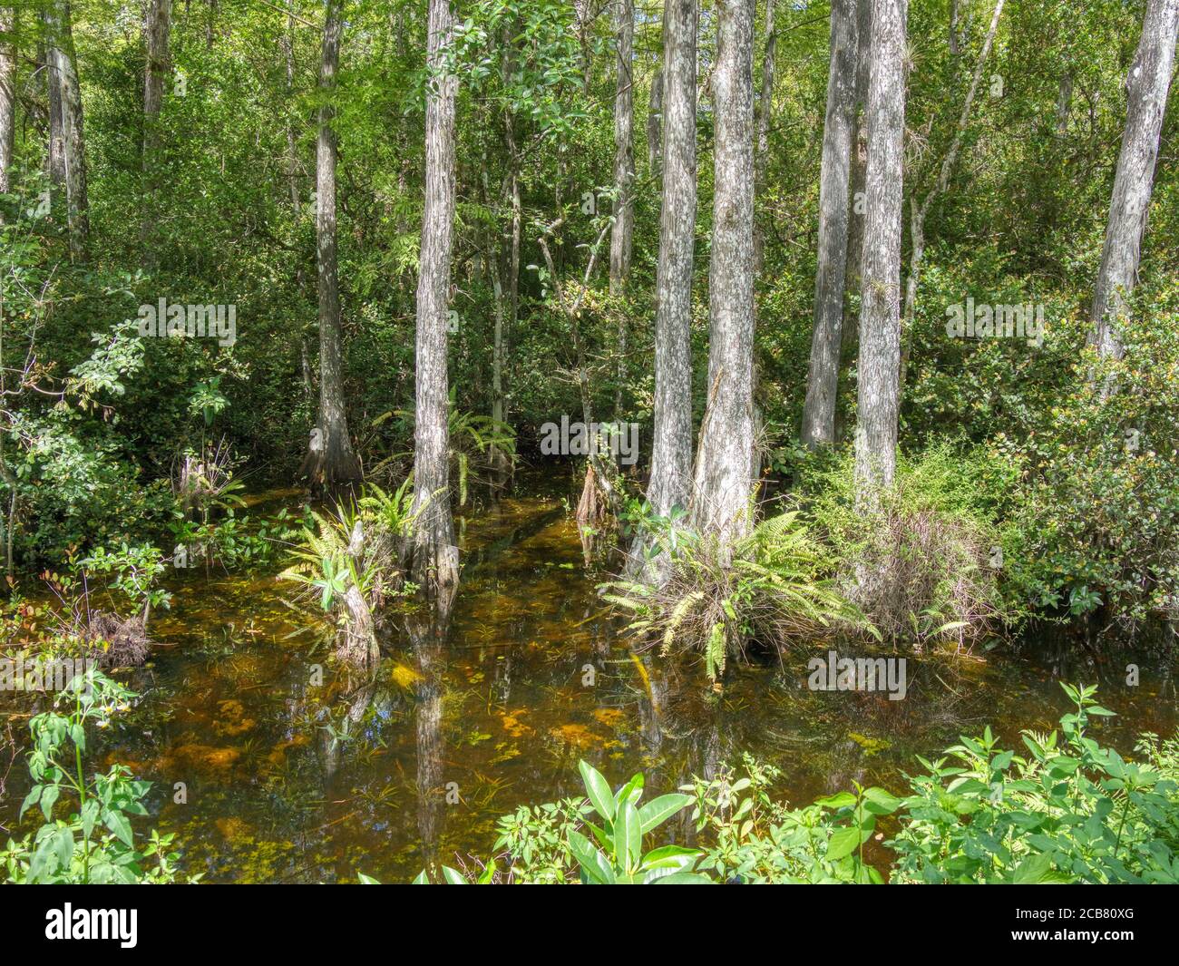 Cipressi nella palude in Sweetwater Slough su Loop Road in Big Cypress National Preserve in Florida Foto Stock