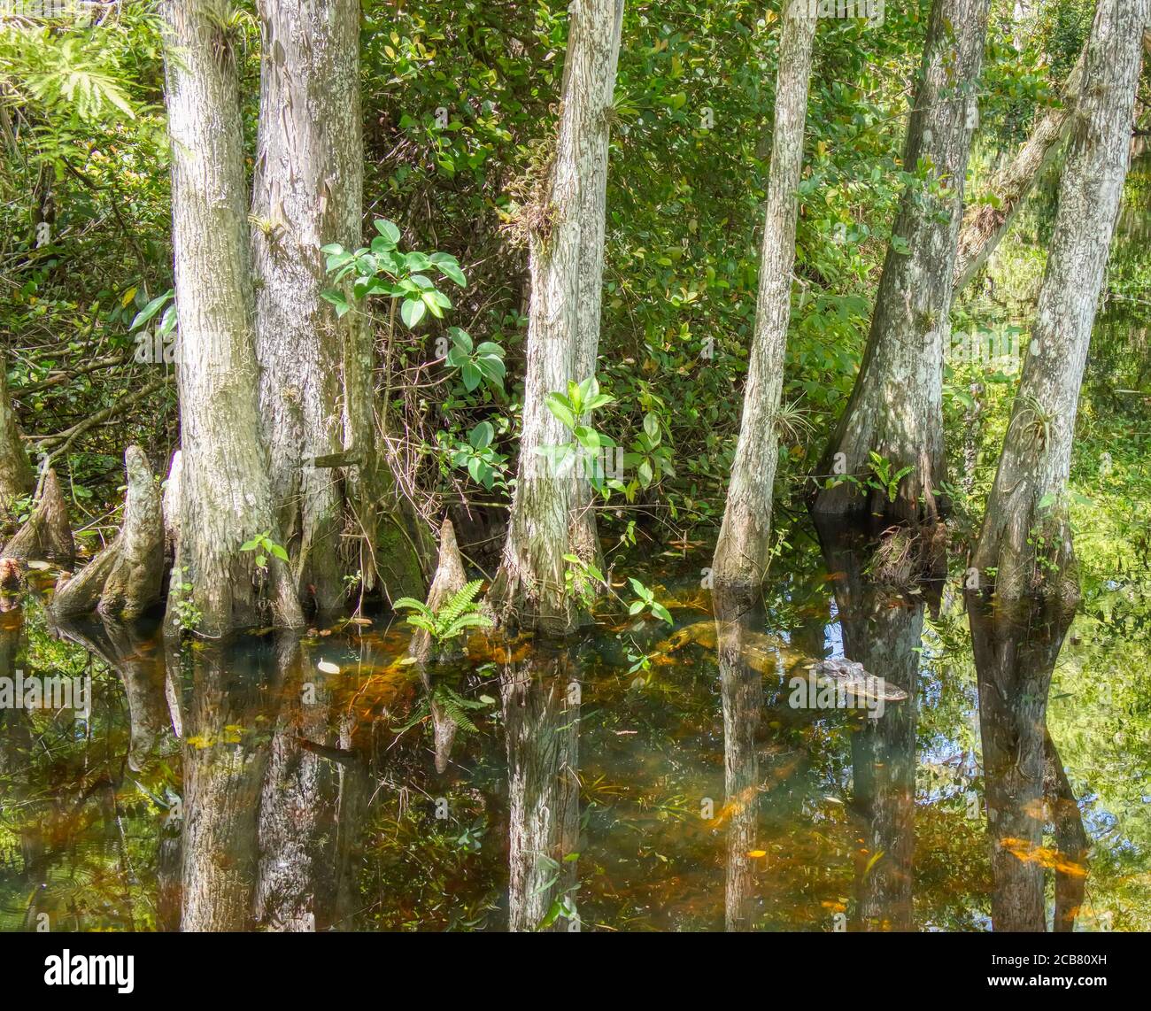 Cipressi nella palude in Sweetwater Slough su Loop Road in Big Cypress National Preserve in Florida Foto Stock