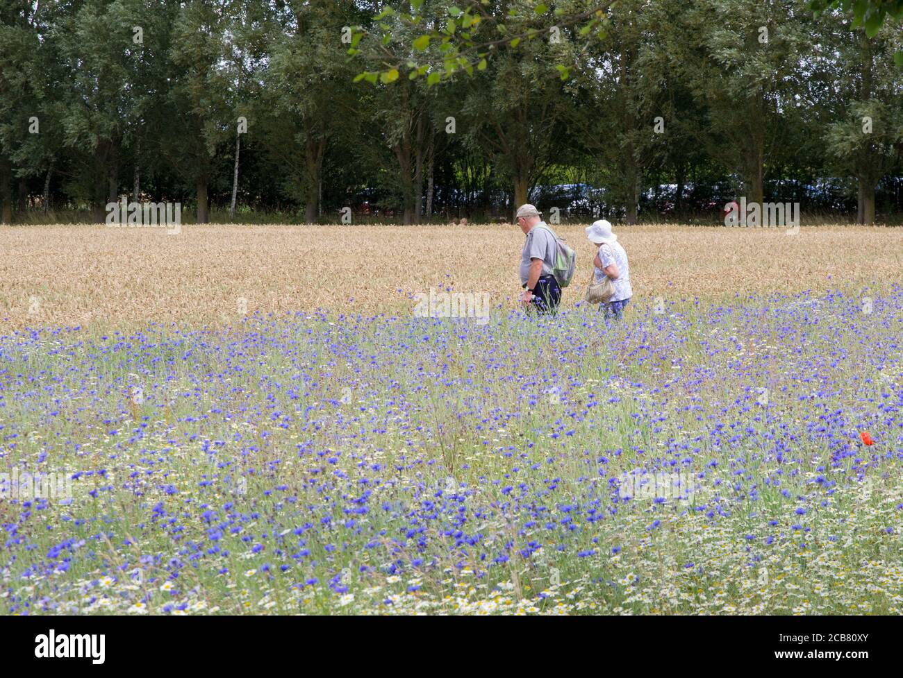 La vecchia coppia cammina tra grano e fiori di mais in ginocchia ventilate Giardini Foto Stock