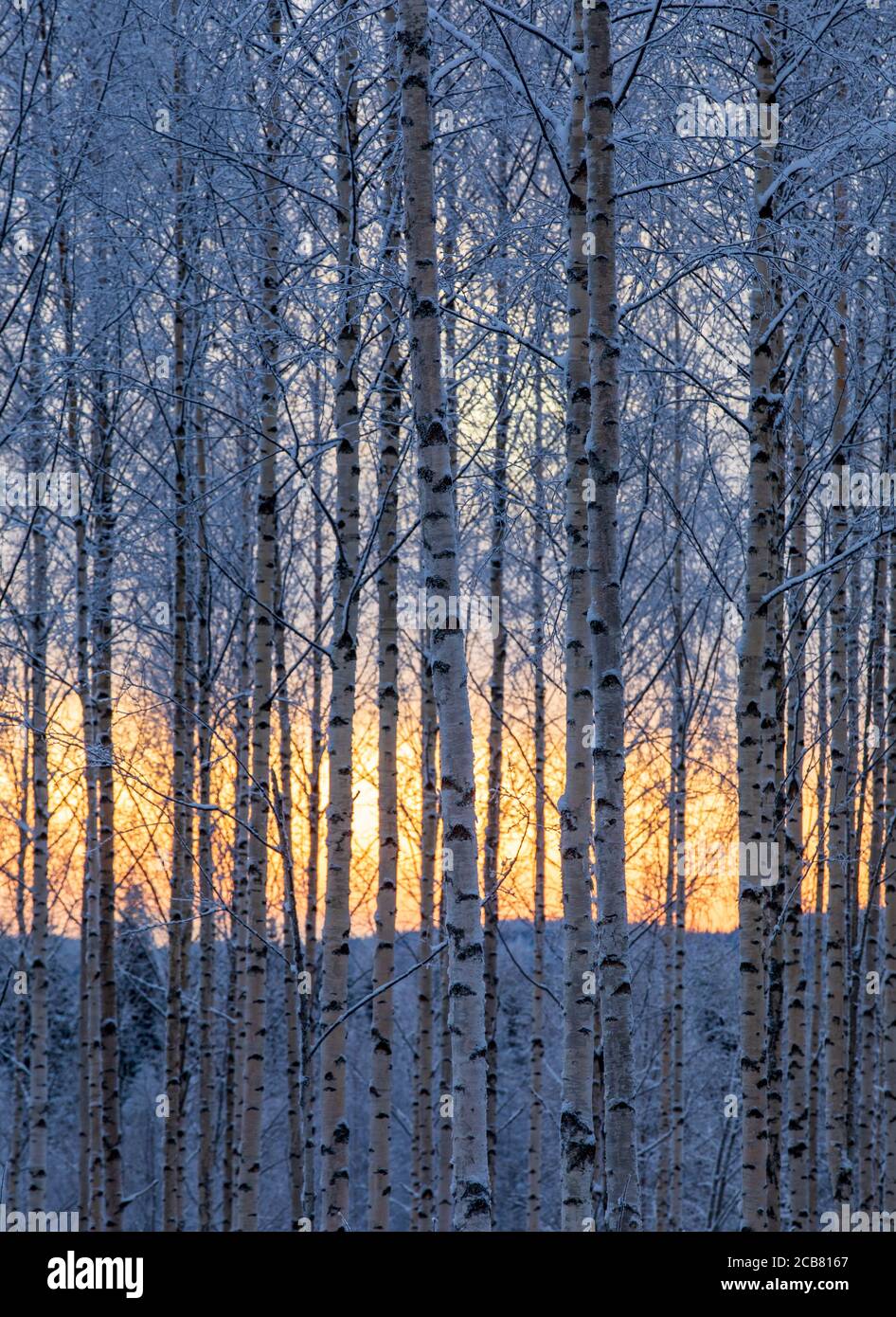 Tronchi di betulla europea senza foglie ( betula ) a Inverno , Finlandia Foto Stock