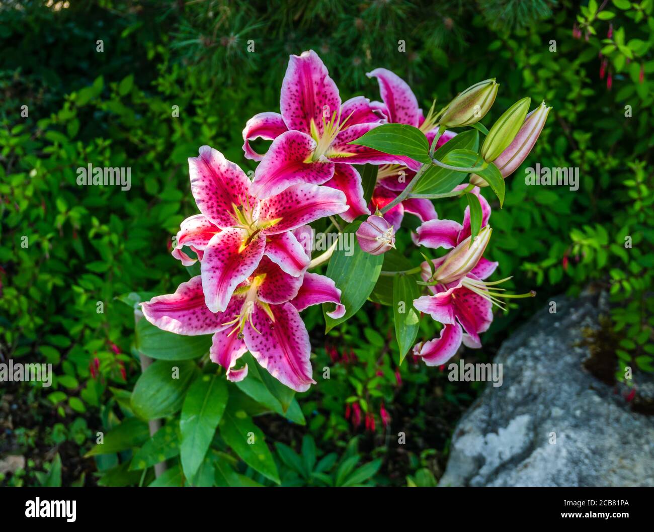 Un primo piano di fiori rossi macchiati. Foto Stock