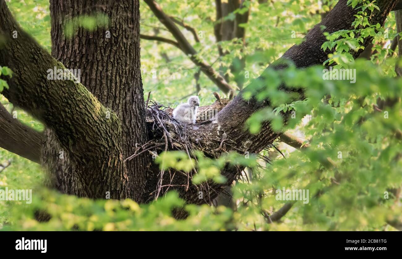 Aquila eurasiatica Owl Bubo Bubo seduto su un nido nella corona di alberi con i cuccioli e di guardia, primo piano, foto della fauna selvatica, la foto migliore Foto Stock