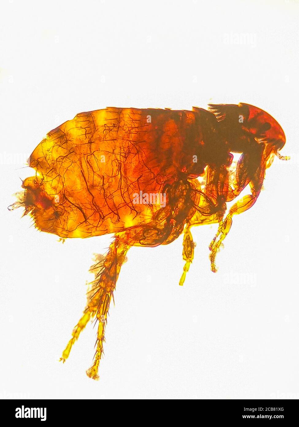 ctenocephalides felis sotto il microscopio, felce di gatto Foto Stock