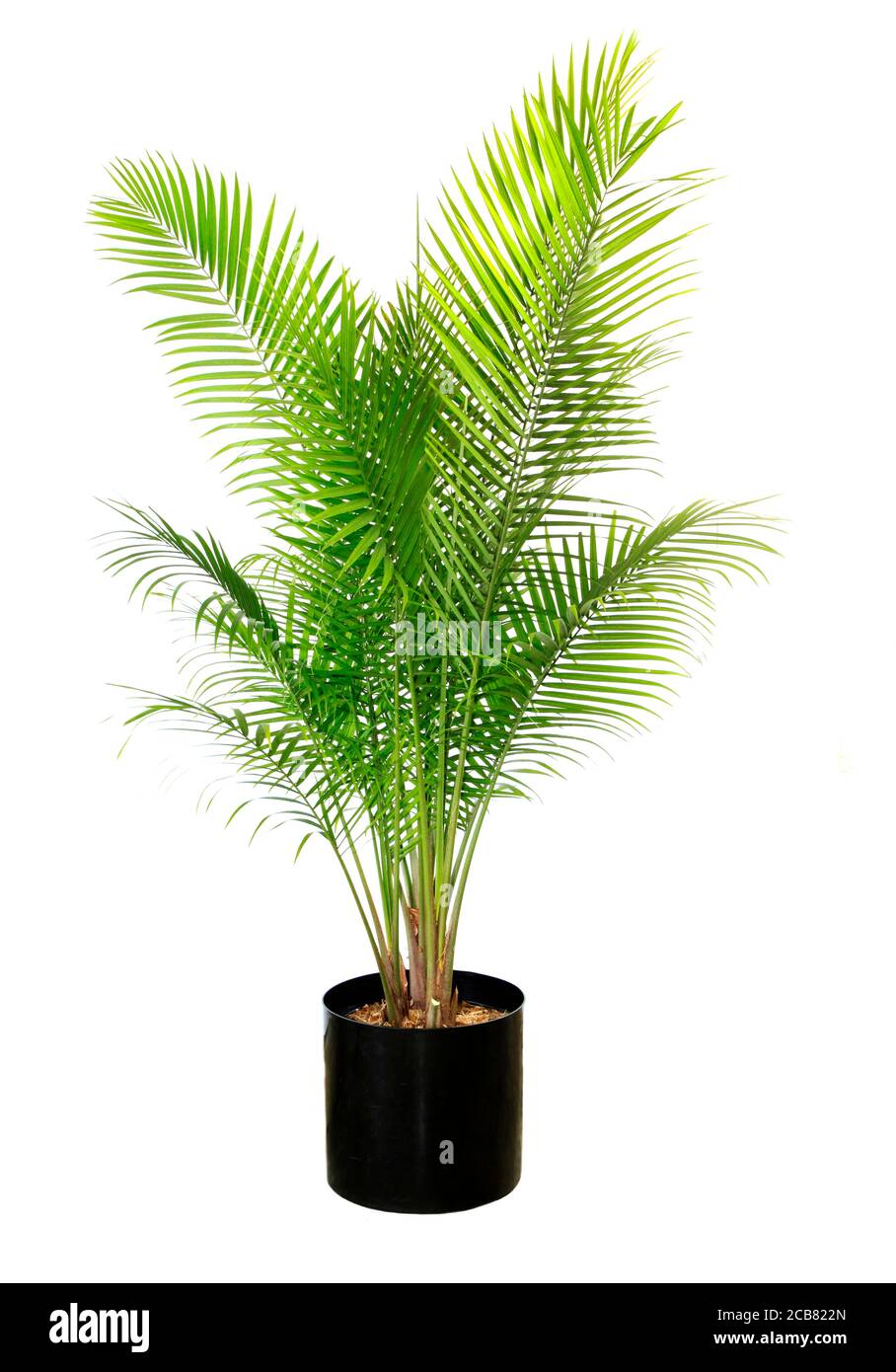 Un 6 a 7 piedi Potted Majesty Palm isolato su Bianco Foto Stock