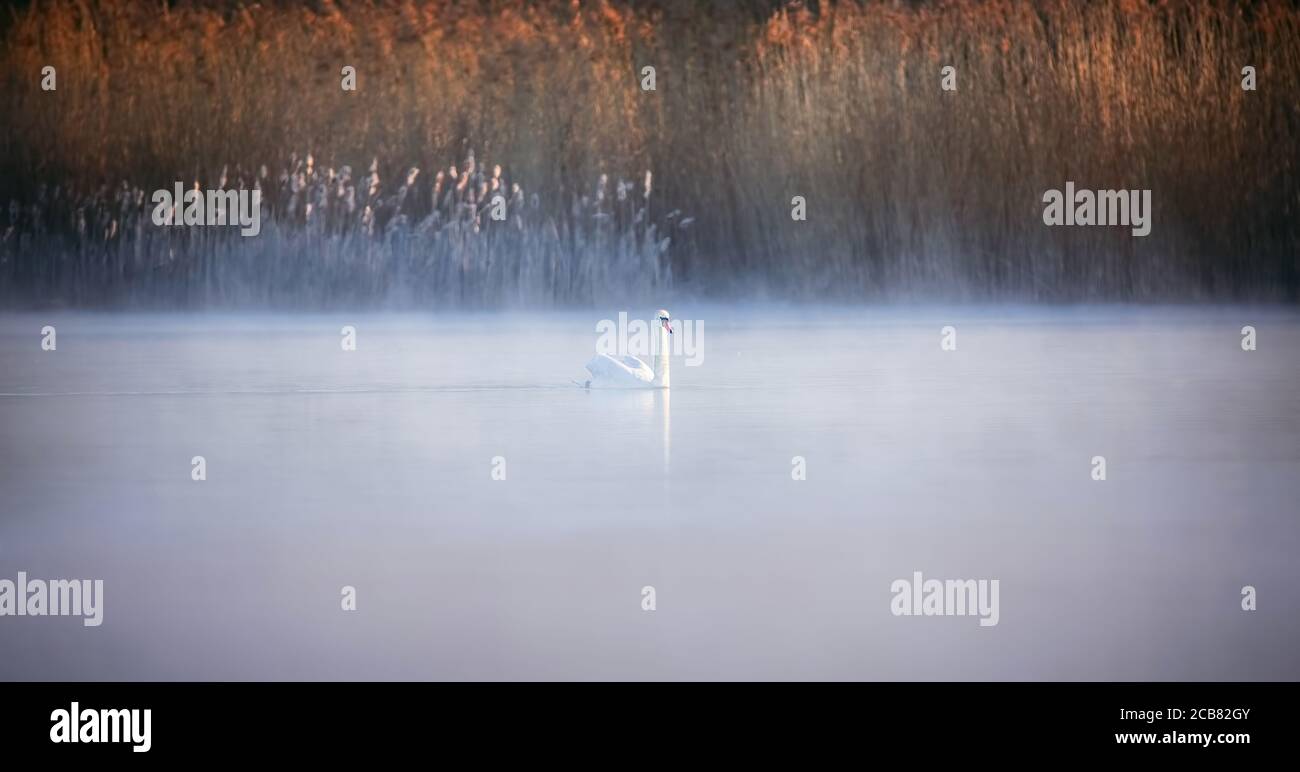 Sfondo faunistico del cigno Cygnus, galleggia sull'acqua nella nebbia nella foschia. La foto migliore. Foto Stock