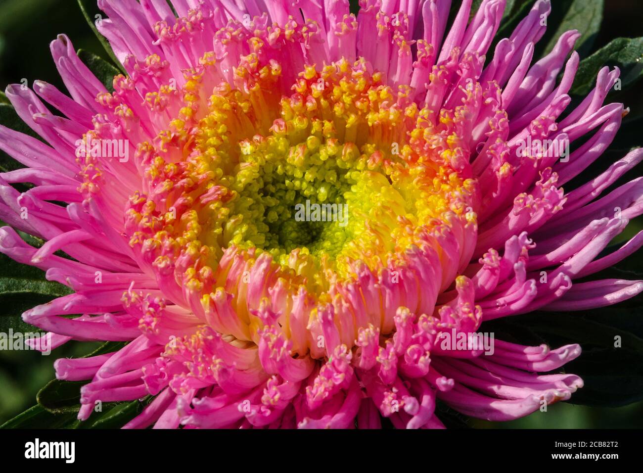 Cina Aster Callistephus chinensis "Super Princess" Foto Stock