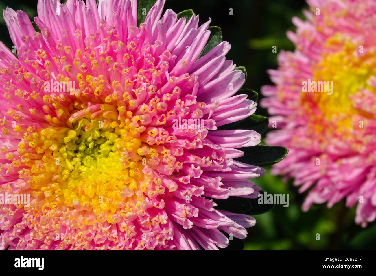 Cina Aster Callistephus chinensis 'Super Princess' fiore Foto Stock