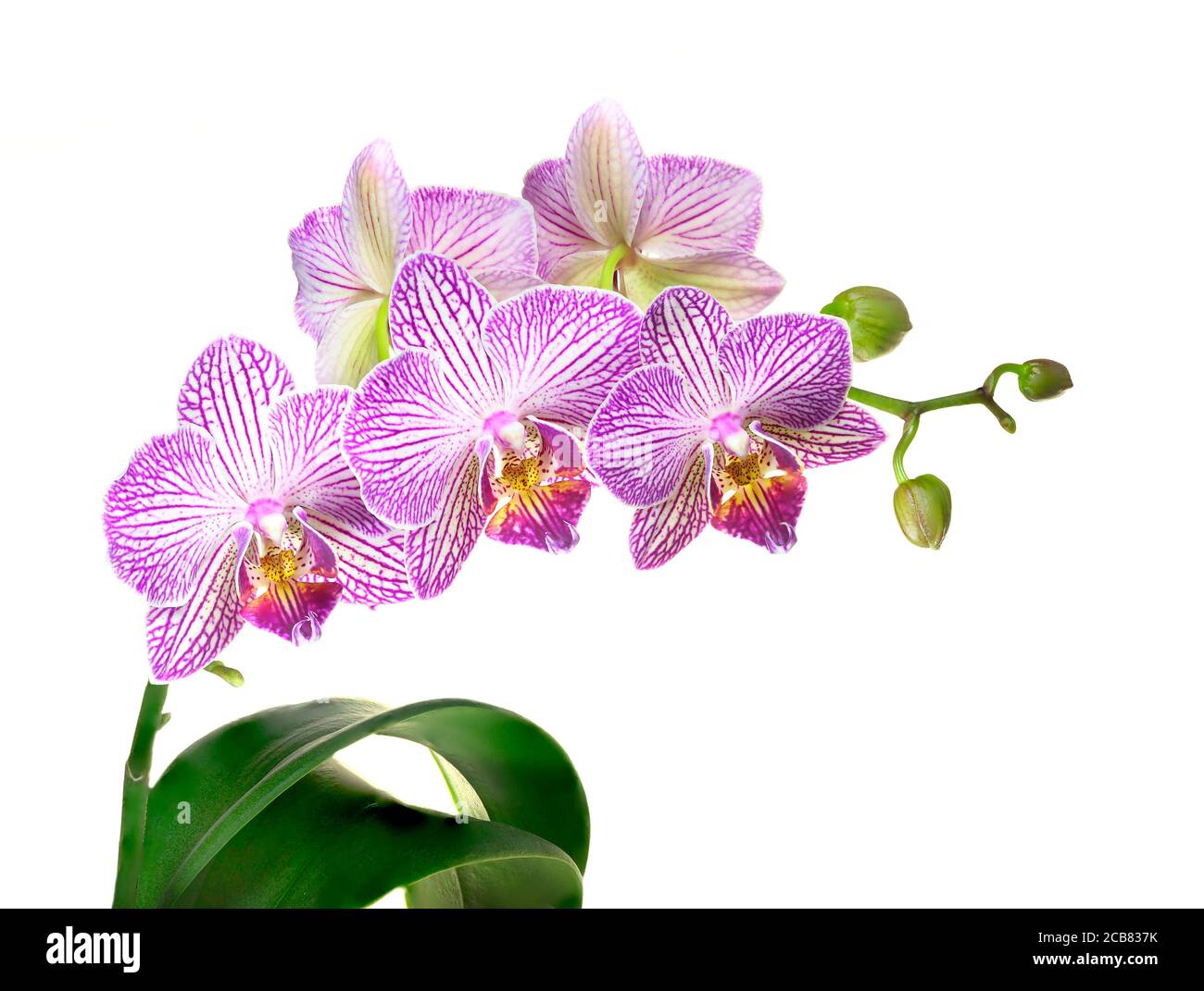 Immagine closeup impilata della messa a fuoco di un'orchidea viola e bianca Isolato su bianco Foto Stock