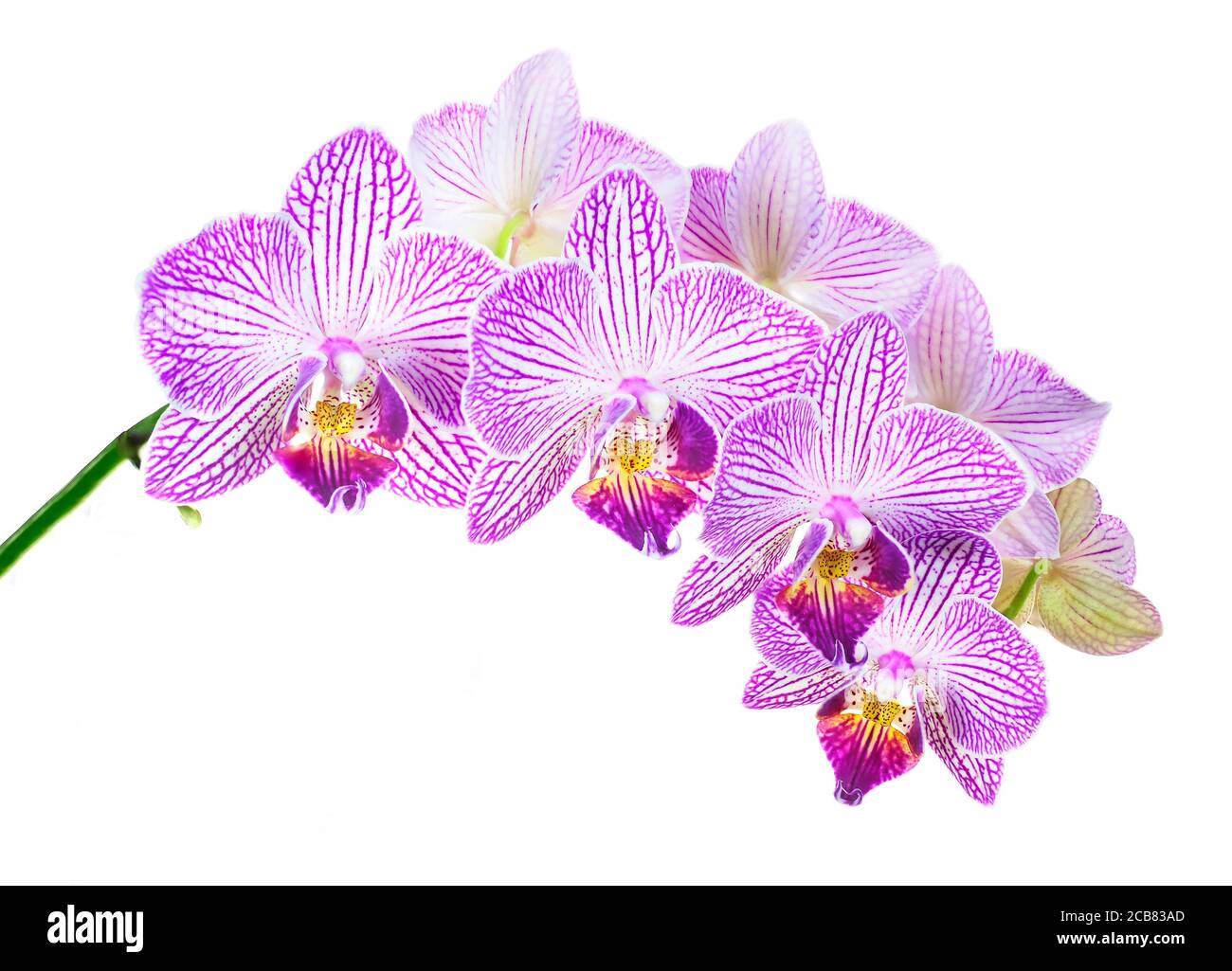 Messa a fuoco impilata Chioseup immagine di Beautiful viola e strisce bianche Orchidee isolate su bianco Foto Stock