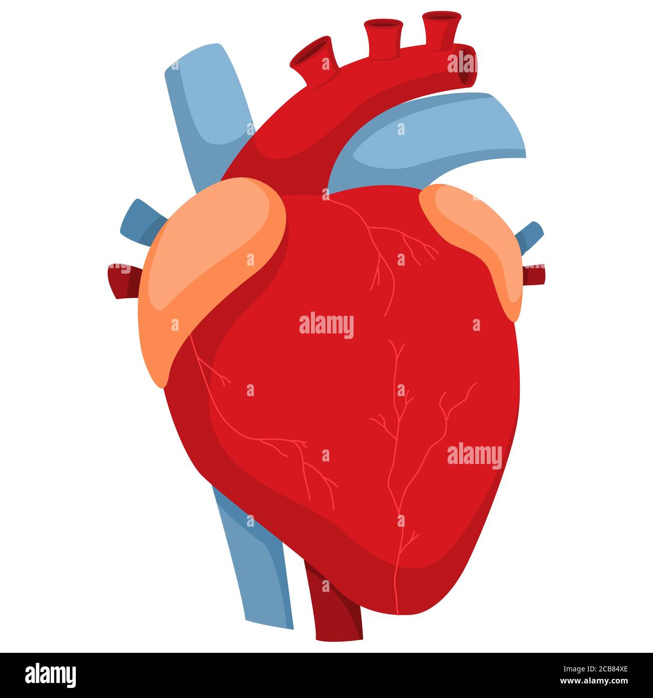 Cuore umano con arterie e valvole. Immagine vettoriale su cartoni animati dell'anatomia dell'organo interno isolato su sfondo bianco. Illustrazione Vettoriale