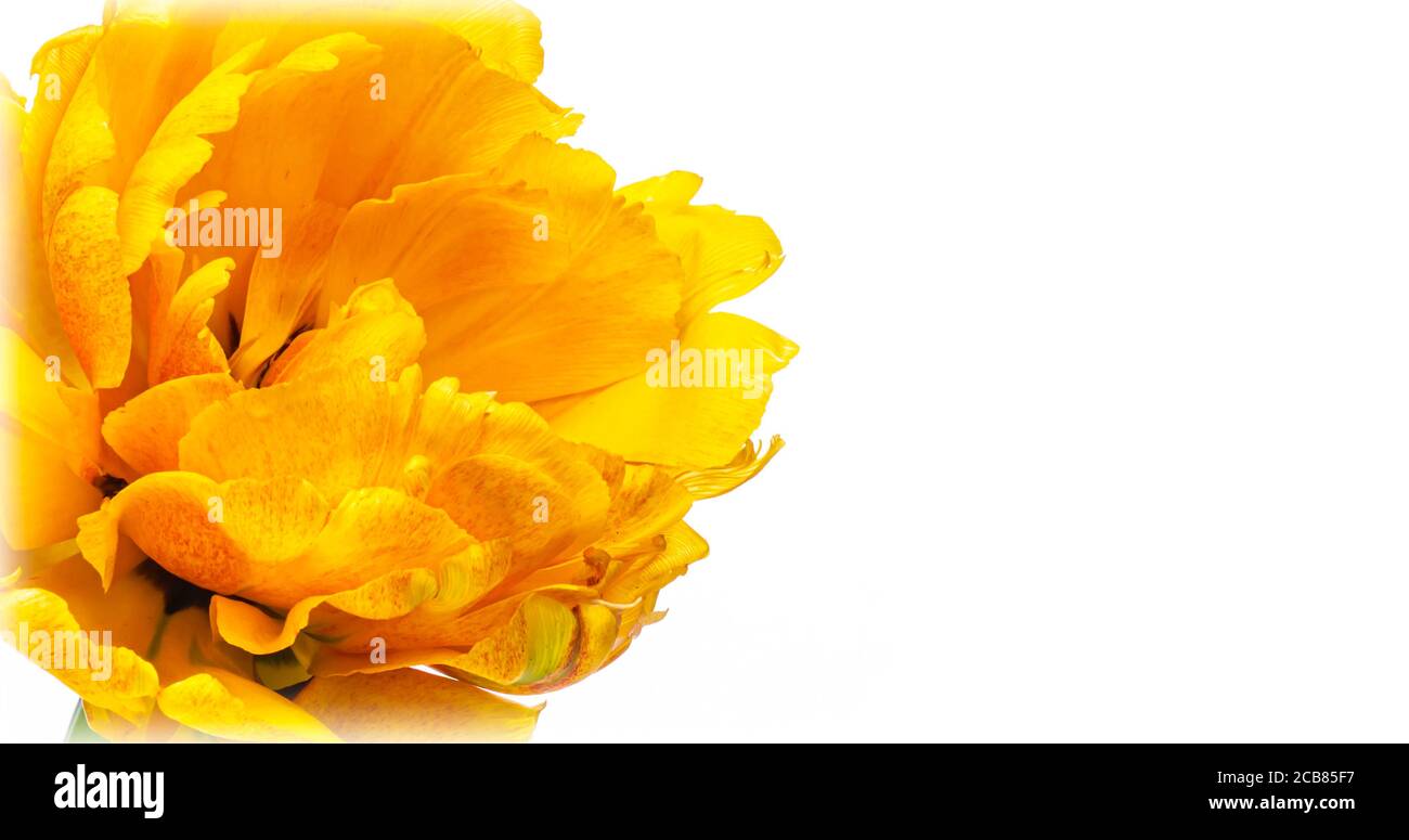Apertura di un bellissimo grande fiore giallo tulipano su sfondo bianco. La varietà Golden Ducat. Primavera. Vacanza, amore, compleanno design sfondo Foto Stock