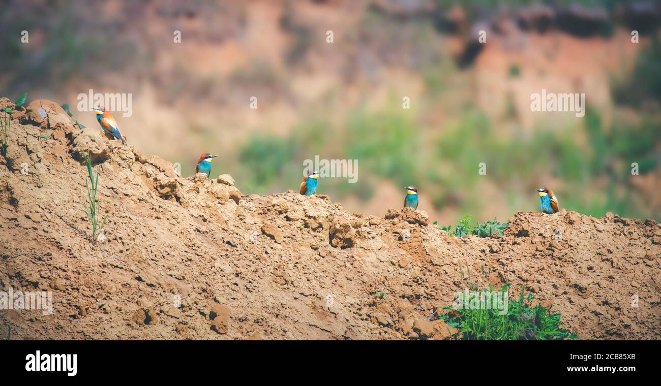 I mangiatori d'api europei che si siedono su argilla, colline di sabbia e guardia, la migliore foto Foto Stock