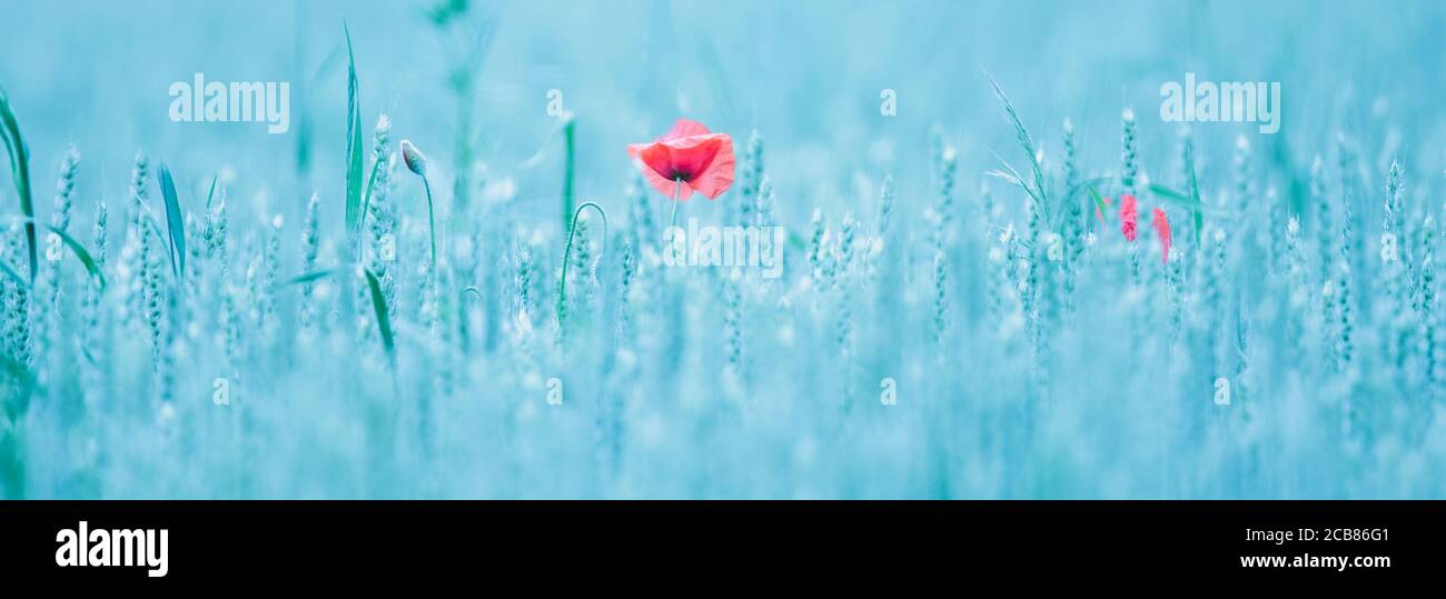 il papavero rosso splende in un campo verde, la foto migliore Foto Stock