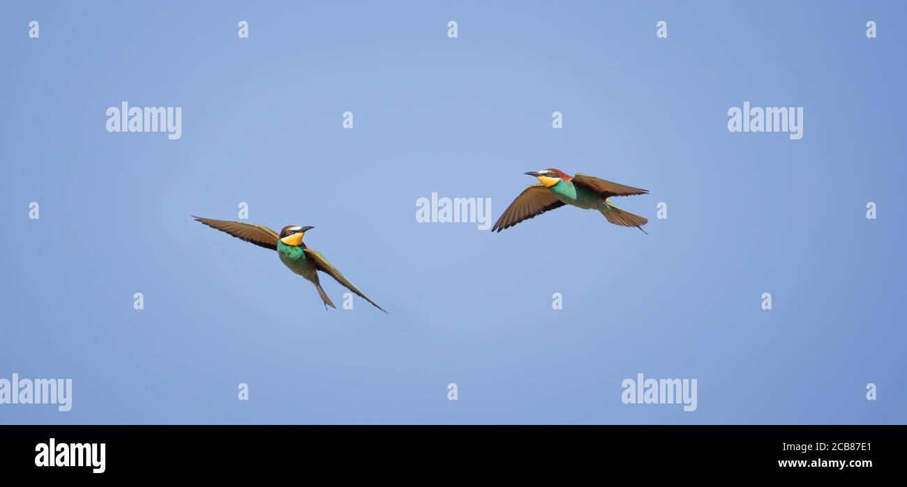 I mangiatori d'api europei volano attraverso il cielo a coppie, la migliore foto Foto Stock