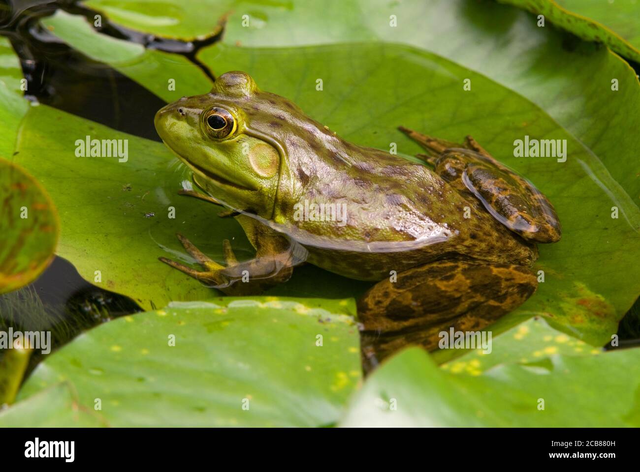 Bullfrog (Lithobates catesbeianus) seduta su giglio, laghetto d'acqua dolce, e USA, di Skip Moody/Dembinsky Photo Assoc Foto Stock