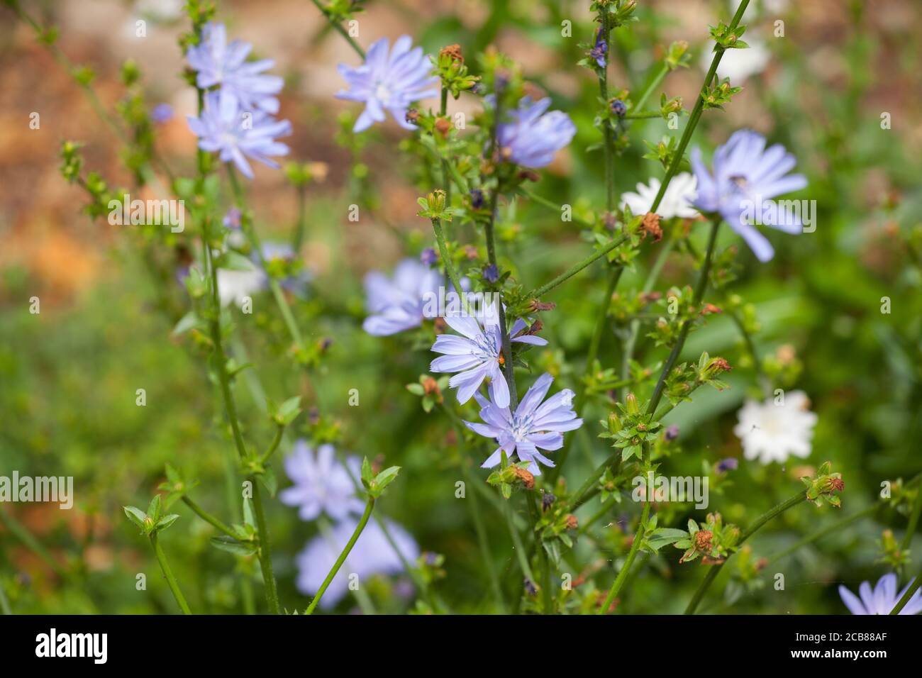 fiori blu di piante di cicoria selvatiche Foto Stock