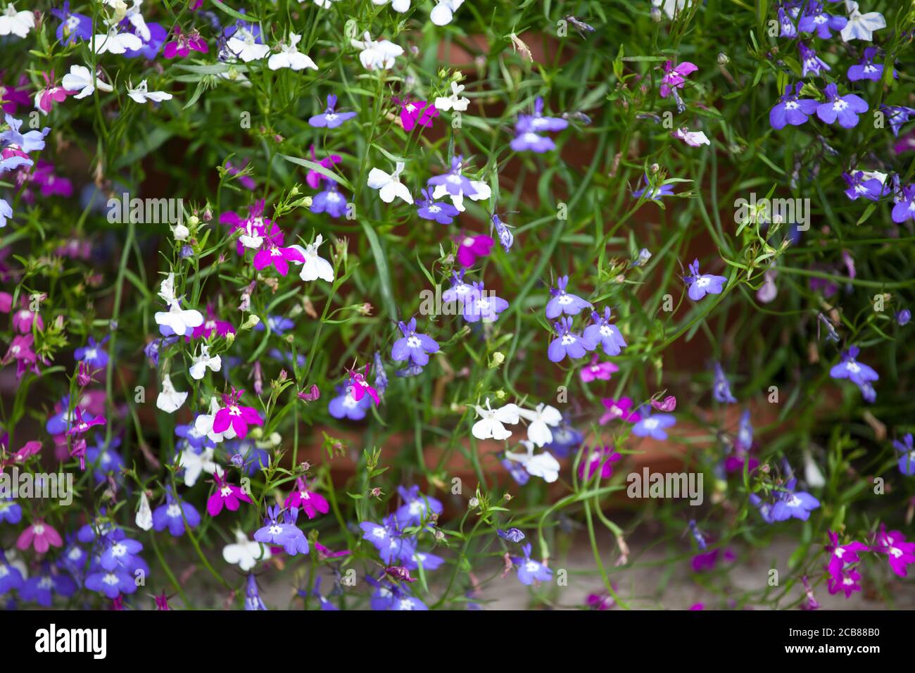 Lobelia finale 'Fountain Mix' Foto Stock