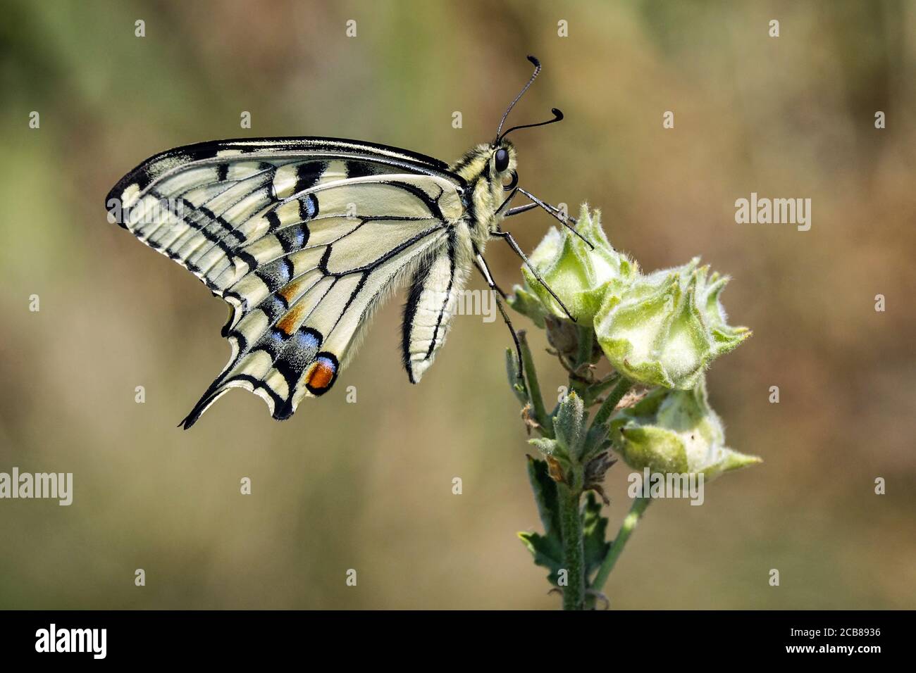 Papilio machaon, la farfalla a coda di rondine del Vecchio mondo Foto Stock