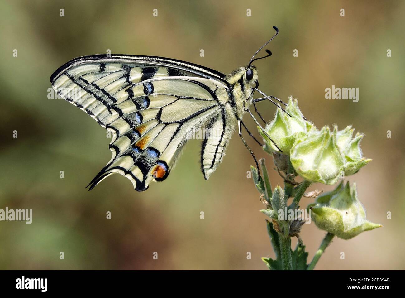 Papilio machaon farfalla Foto Stock
