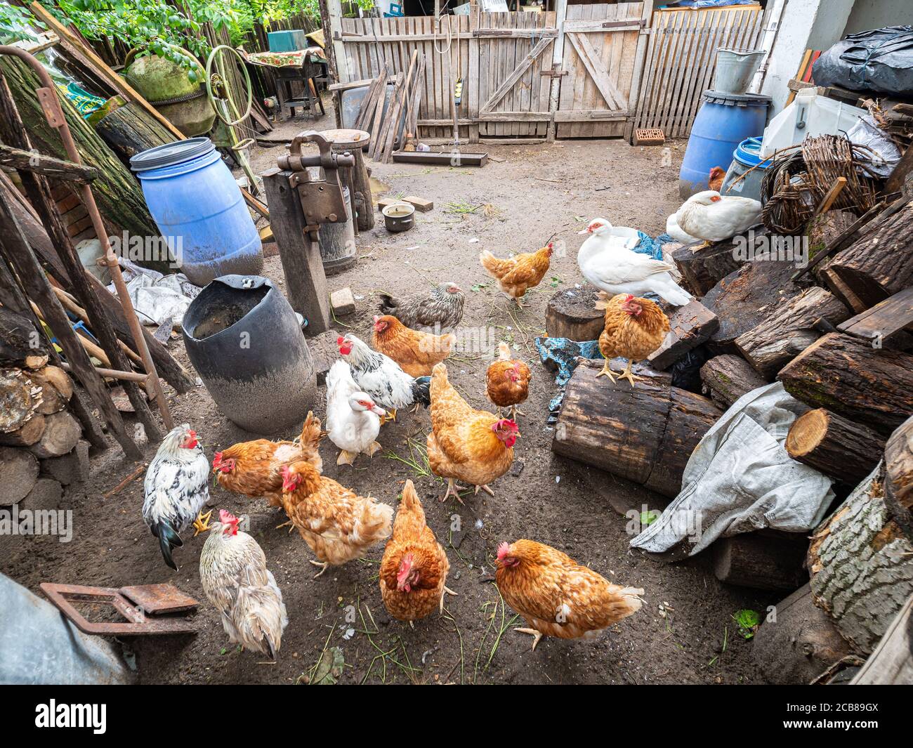 Polli liberi di gamma in un cortile in un giardino dietro una casa in Ungheria. Scena rurale tradizionale. Foto Stock