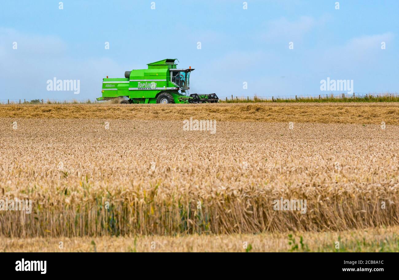 Mietitrebbia Deutz-Fahr per la raccolta di campi di grano in estate Sunshine, East Lothian, Scozia, Regno Unito Foto Stock