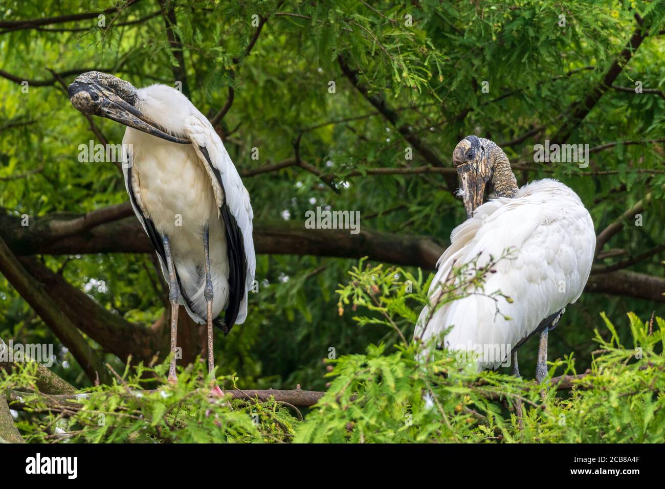 Due cicogne di legno (Mycteria americana) preening in cipresso albero - DAVIE, Florida, USA Foto Stock