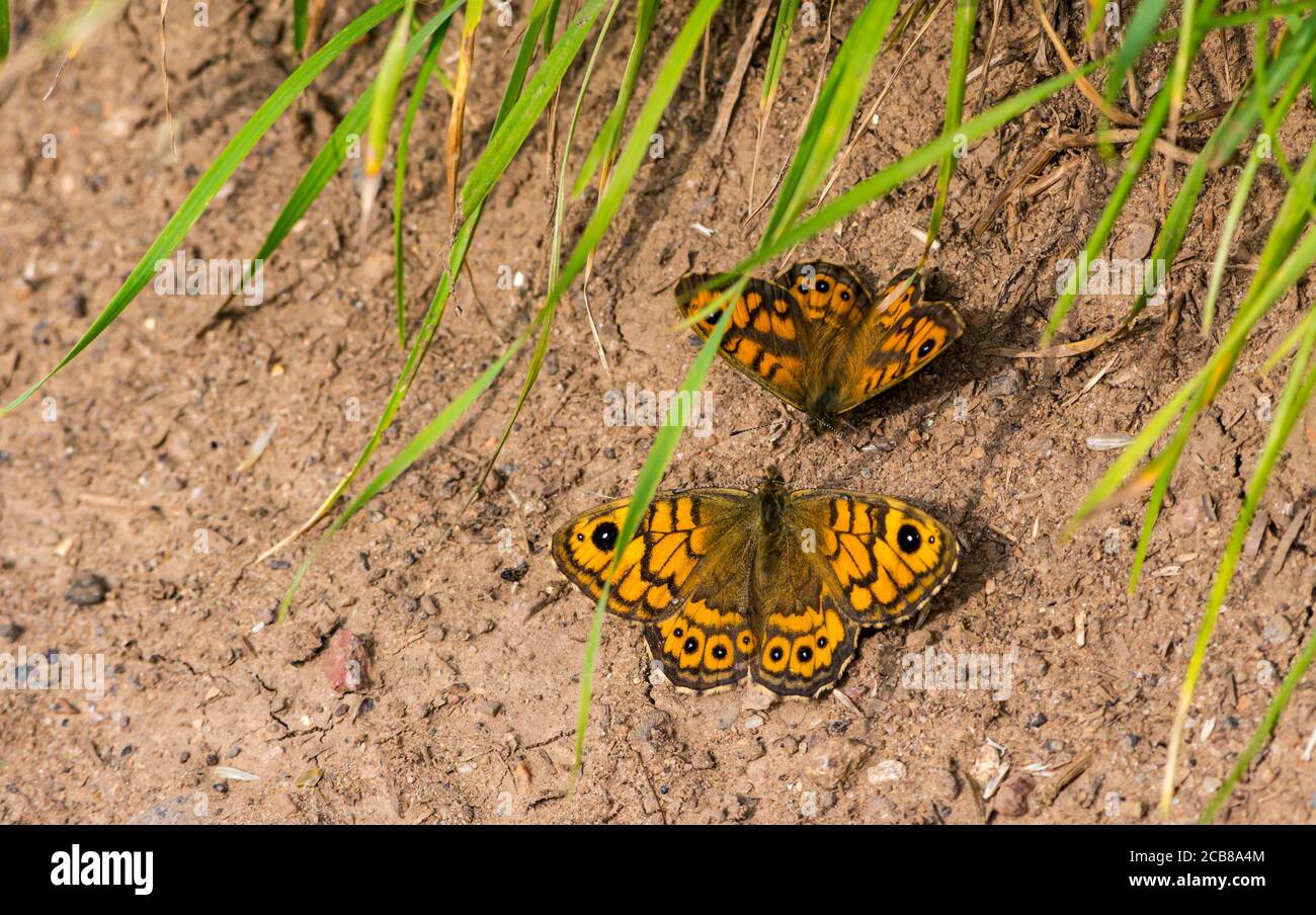 Coppia di farfalle da parete maschili e femminili (Lasiommata megera) a terra in estate, East Lothian, Scozia, UK Foto Stock