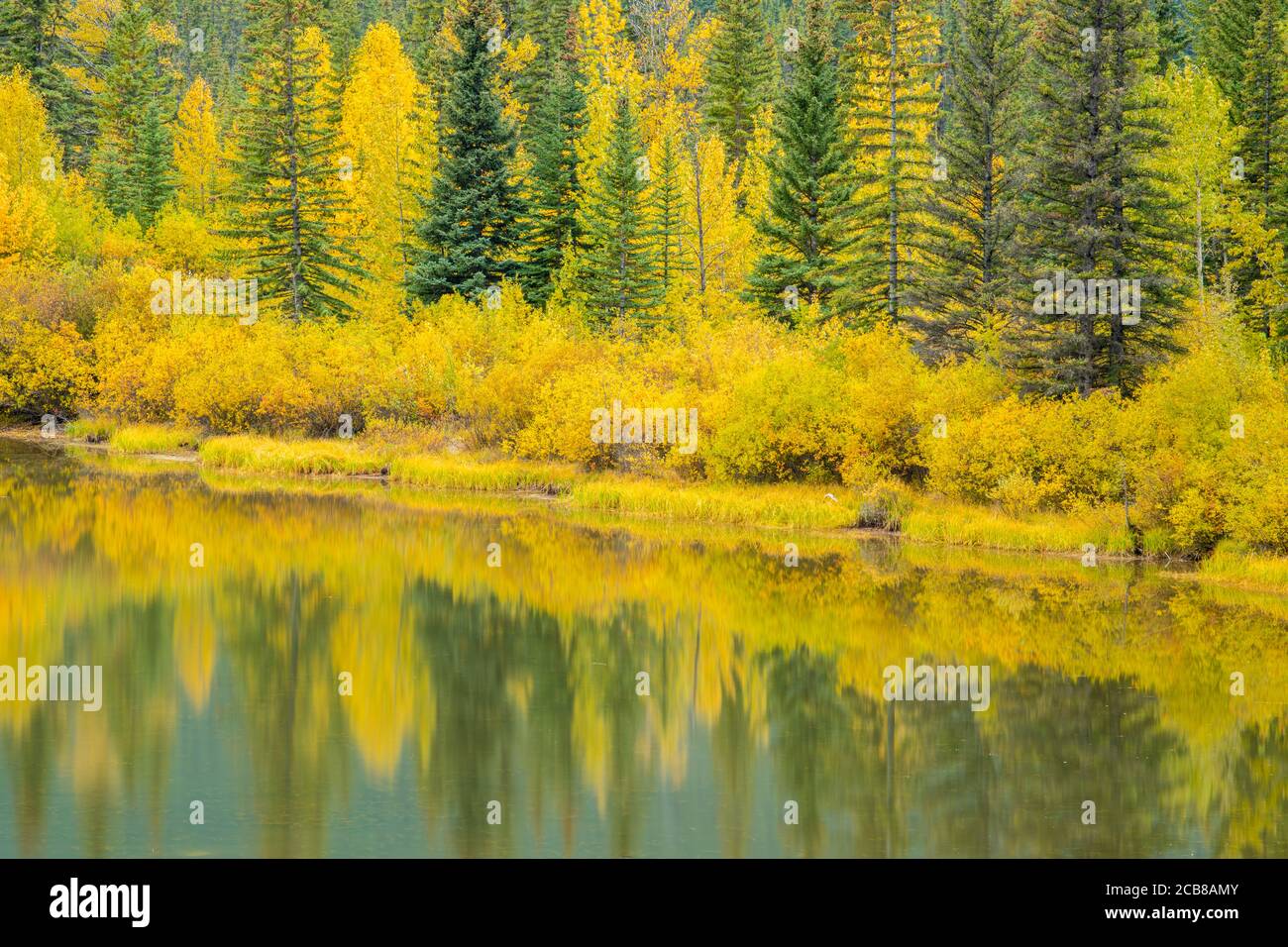 Autunno aspens riflesso in Muleshoe Pond, Banff National Park, Alberta, Canada Foto Stock