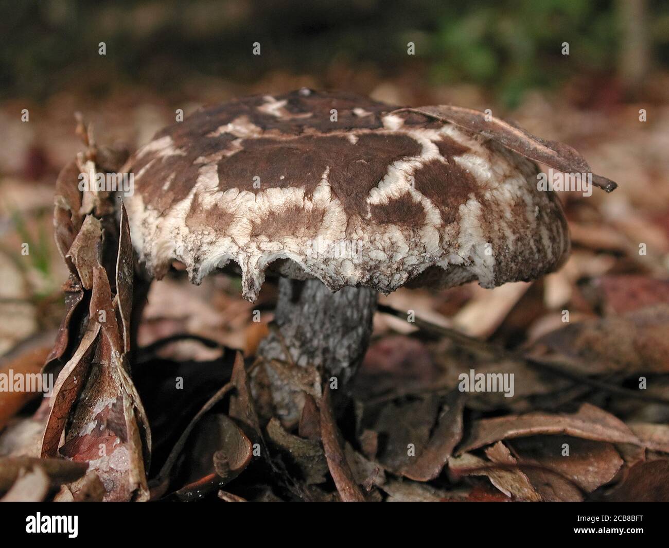 I funghi sono una forma di funghi che si trovano in ambienti naturali in tutto il mondo.; questo si trova in una zona boschiva della Florida centrale del Nord. Foto Stock