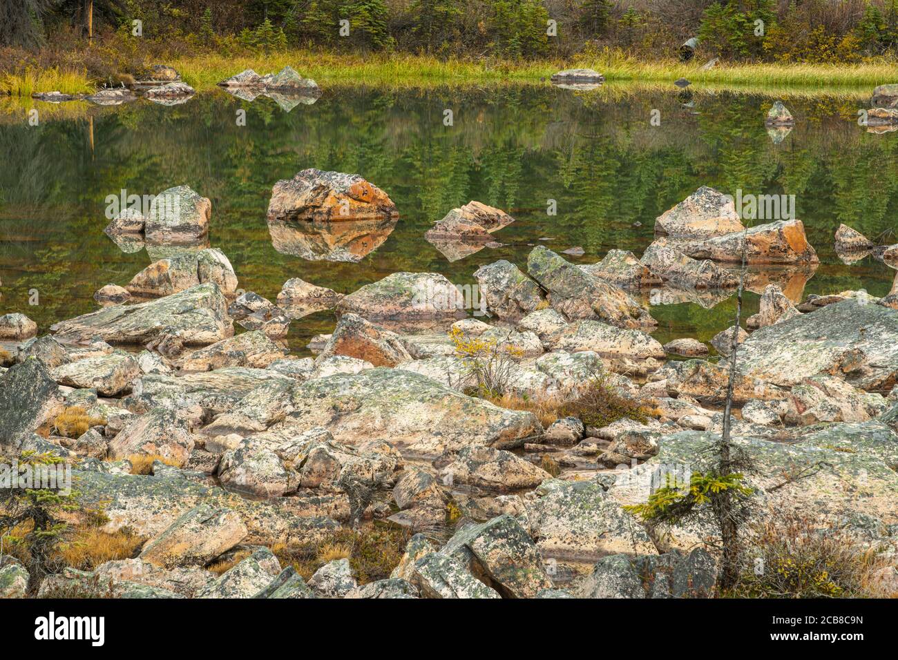Massi ricoperti di lichene in uno scivolo di roccia, Jasper National Park, Alberta, Canada Foto Stock