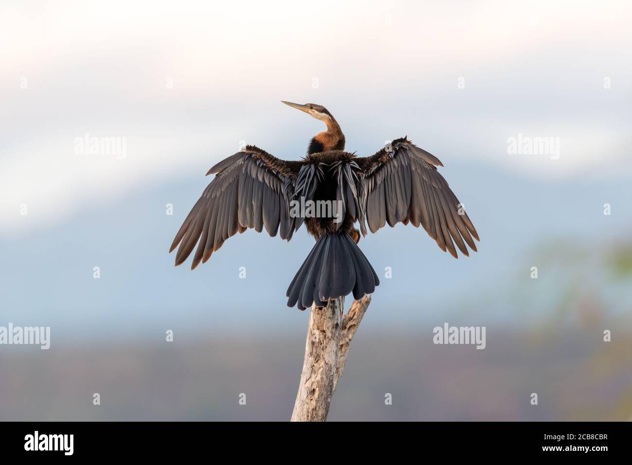 An Anhinga (Anhinga anhinga) Asciuga le ali nel caldo del sole keniota Foto Stock
