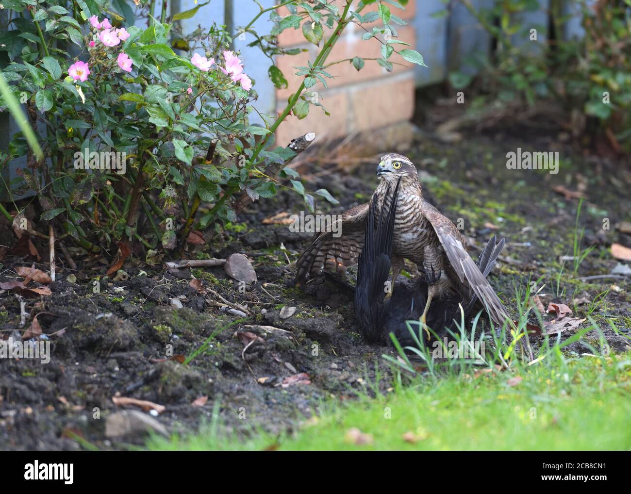 Glasgow, Scozia, Regno Unito. 11 agosto 2020. Il caldo clima umido non ha impedito a questa femmina Sparrowwawk di dare inseguimento e di dotare un corvo carraon in un giardino di Glasgow, mentre previsioni meteo severe non sono riusciti a materializzarsi. Covid 19 rendere le persone più consapevoli della fauna selvatica nel loro quartiere durante il blocco si applica ancora come i cavalletti di blocco. Credito. Douglas Carr/Alamy Live News Foto Stock