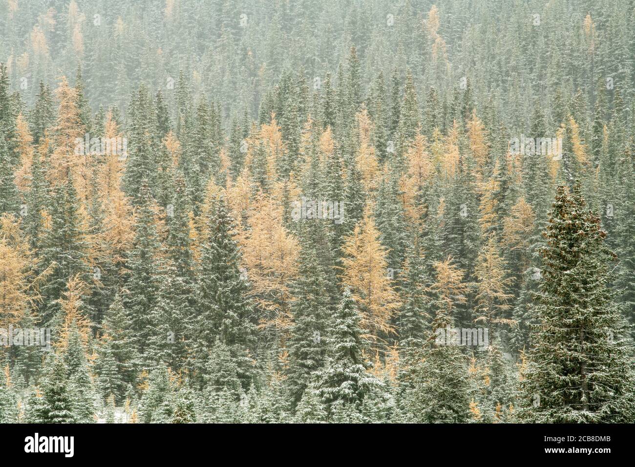 Neve fresca sulle piste vicino a Highwood Pass, Peter Loughheed Provincial Park, Alberta, Canada Foto Stock