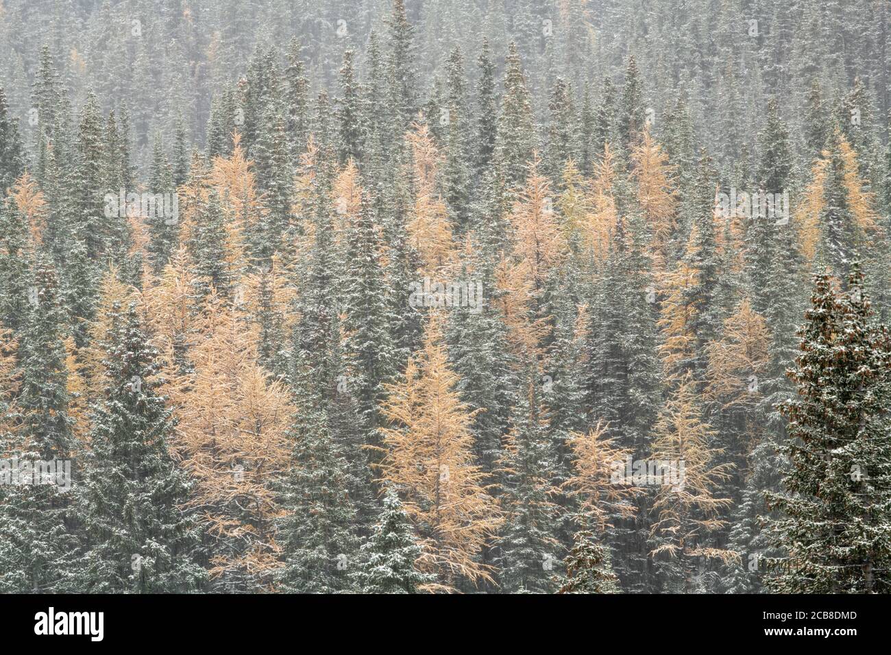 Neve fresca sulle piste vicino a Highwood Pass, Peter Loughheed Provincial Park, Alberta, Canada Foto Stock