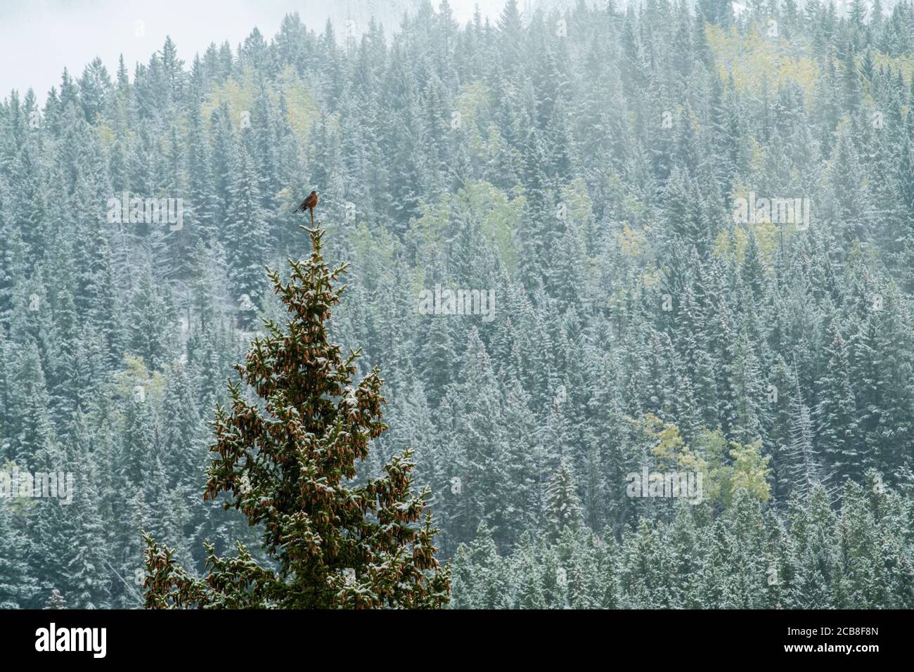 American Robin cantare dalla punta di un albero con neve fresca, Banff National Park, Alberta, Canada Foto Stock