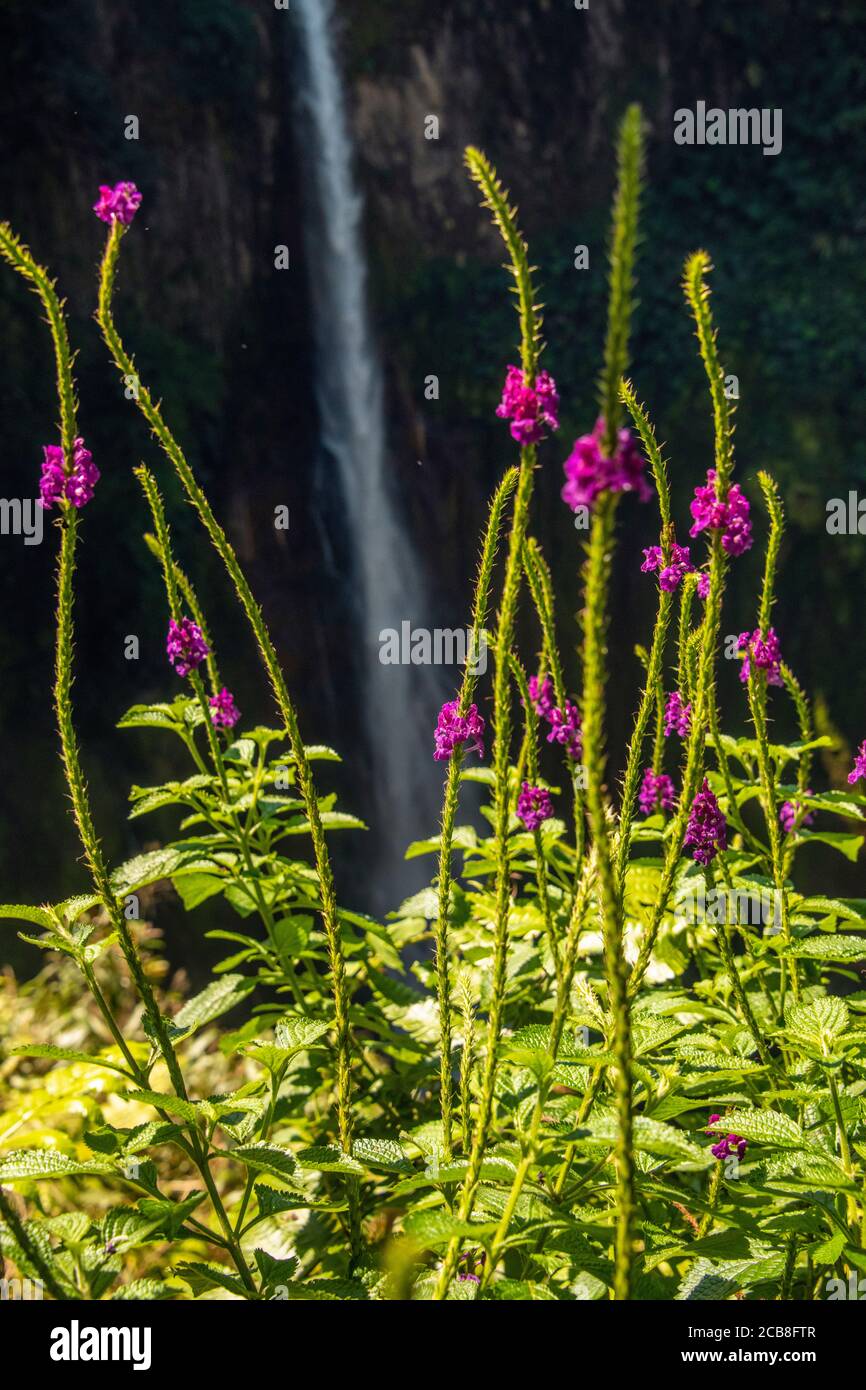 Cascata Catarata del Toros e fiori circostanti sul bordo della gola, Catarata del Toros, Alajuela, Costa Rica Foto Stock