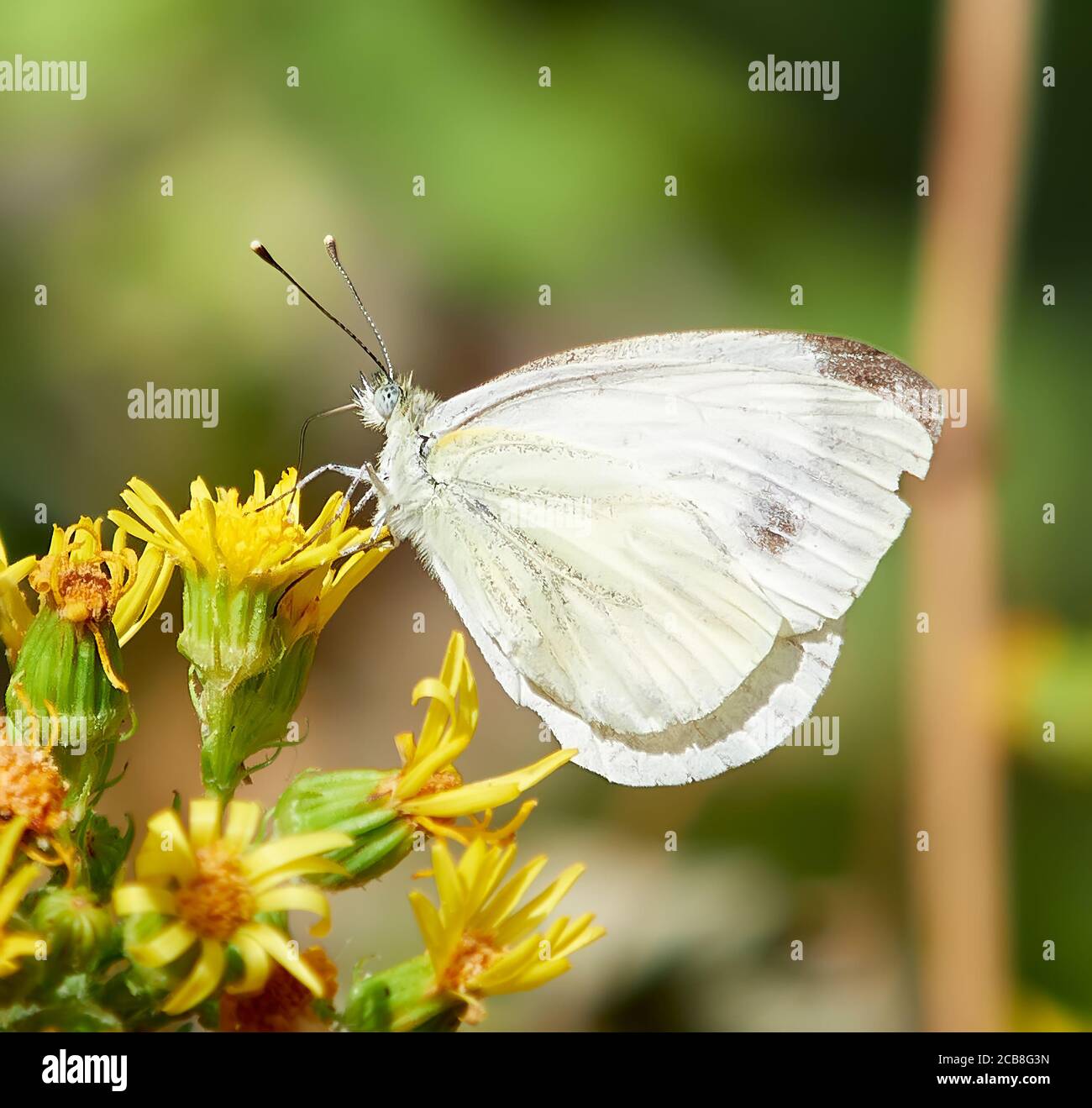 farfalla bianca, con macchie marroni sulle ali, arroccata su fiori gialli, con sfondo verde sfocato Foto Stock