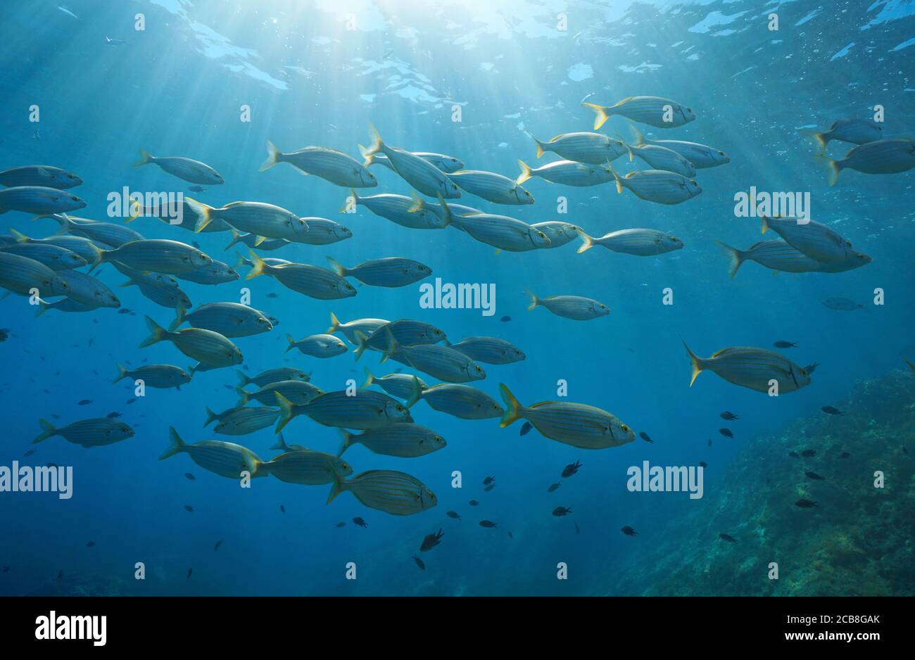 Scuola di pesce con luce solare sott'acqua nel Mediterraneo, salema porgy, Sarpa salpa, Corsica, Francia Foto Stock