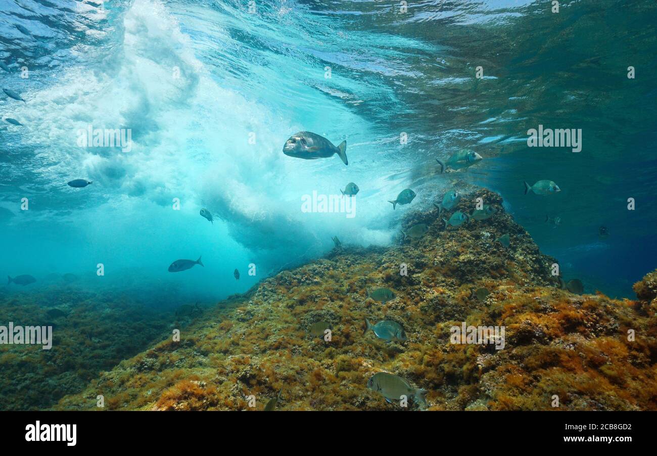 Onda che si infrangono su roccia sott'acqua con pesce di mare, Mar Mediterraneo Foto Stock