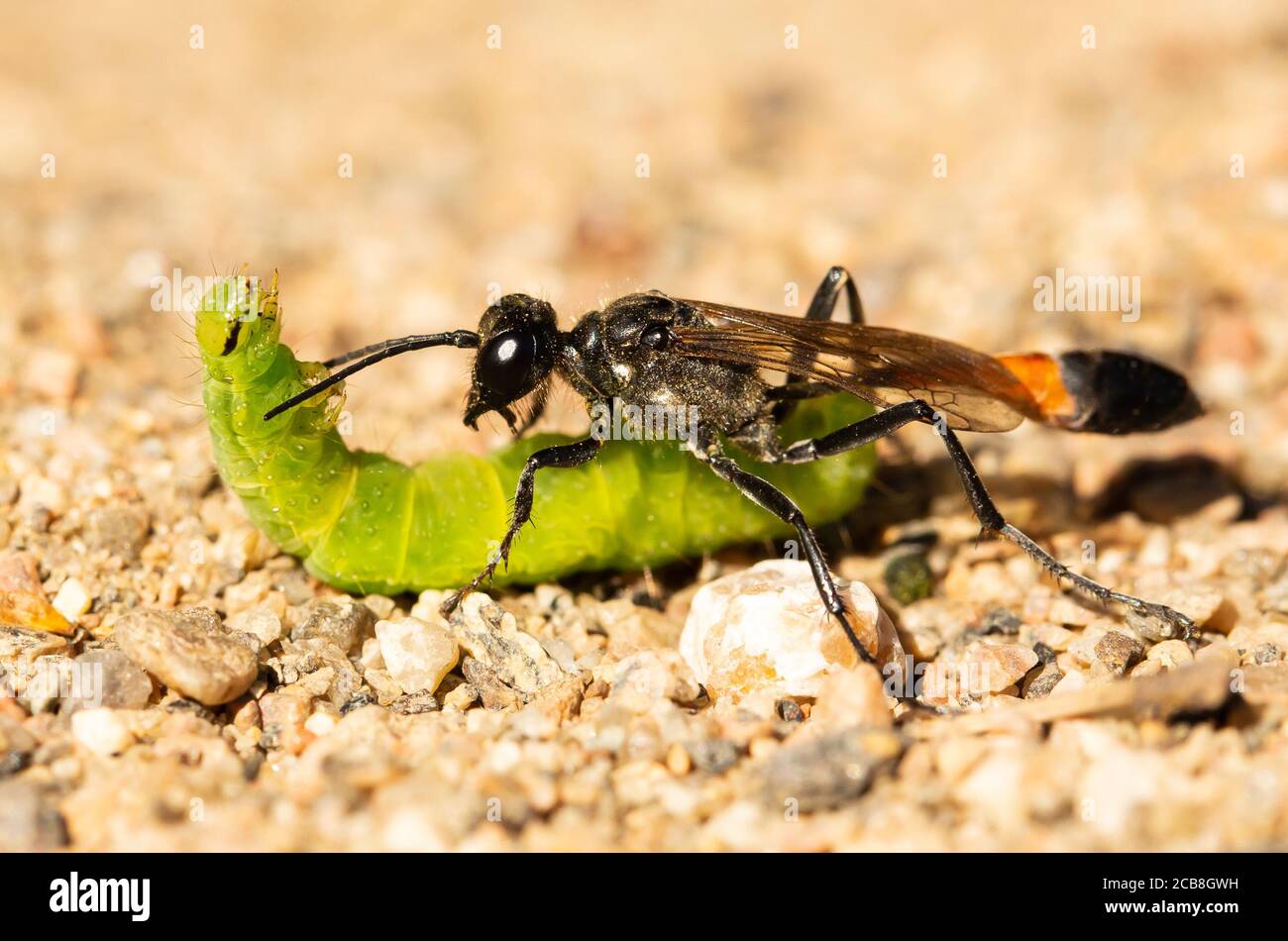 Sand Wasp. Con fasce rosse Foto Stock