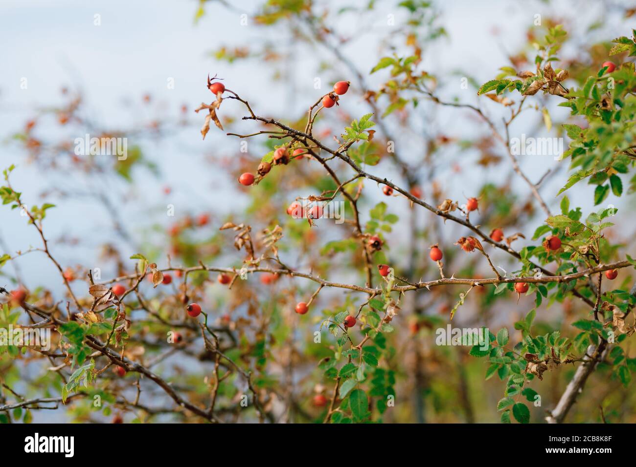 Bacche rosse di rosa su rami di arbusto. Foto Stock